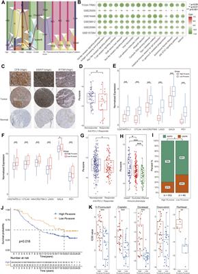 Characterization of Pyroptosis-Related Subtypes via RNA-Seq and ScRNA-Seq to Predict Chemo-Immunotherapy Response in Triple-Negative Breast Cancer